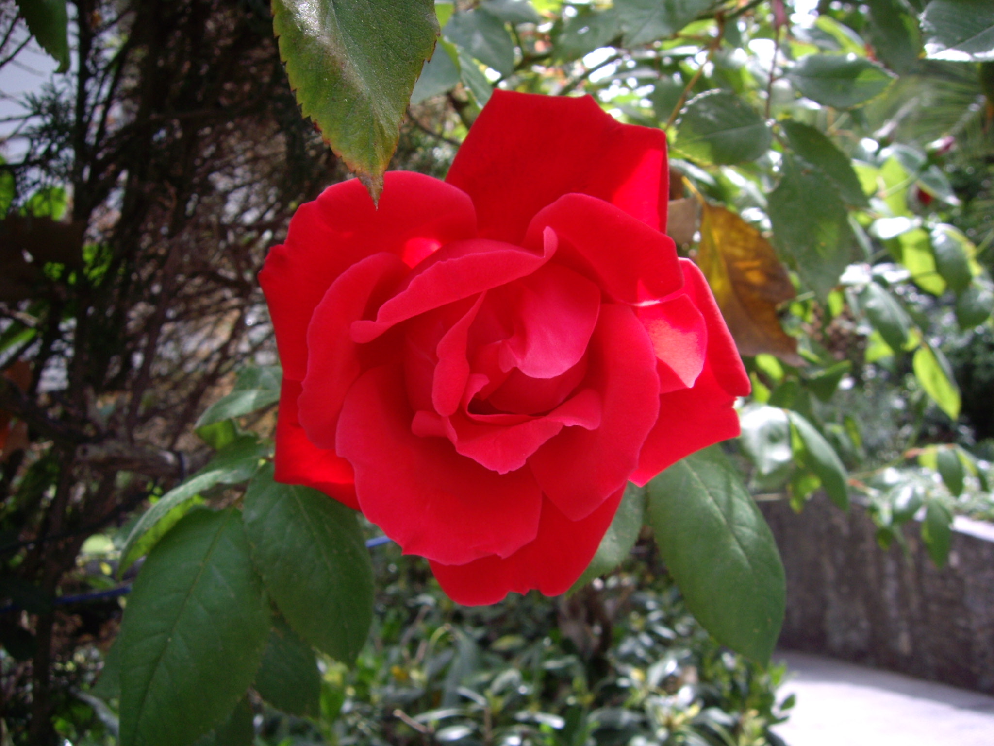 rosa parc cervantes abril06.JPG